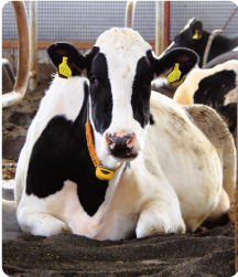 明朗なスタッフの写真